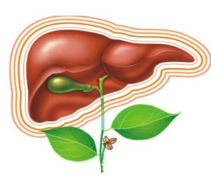 28 липня-Всесвітній день боротьби з вірусними гепатитами