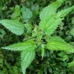 Кропив'янка: шукаємо причину й запобігаємо ускладнень