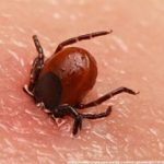 Кліщовий енцефаліт