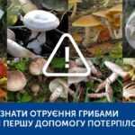 Отруєння грибами: як уникнути, виявити та допомогти Отруєння грибами: як уникнути, виявити та допомогти
